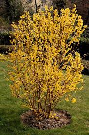 Plant Forsythia In Your Fall Garden Forsythia Bush Garden Shrubs Plants