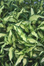 Image result for Tridactyle tricuspis