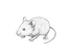 85 simple and easy pencil drawings of animals for every … from buzzhippy.com. 40 Free Easy Animal Sketch Drawing Information Ideas Brighter Craft
