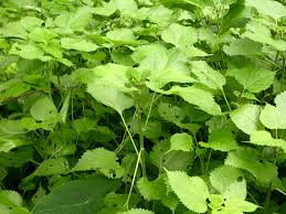 Image result for Boehmeria nivea