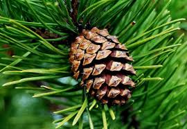 Tailbone pain usually results from a fall or pressure on the tailbone resulting in pain when the medical term for tailbone pain is coccydynia, referring to the tailbone or coccyx (pronounced. Penanaman Pokok Pain 314167 Info