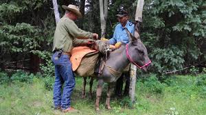 How Much Weight Can A Donkey Carry Farm Animals