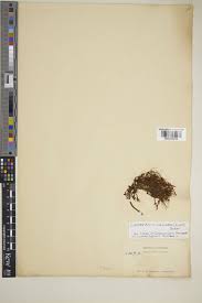 Image result for Clerodendrum silvanum