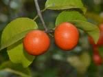 Image result for Salacia kraussii