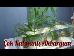 Mnogoslojnyj Interesnyj Akvarium Kak Ustanovit Unikalnyj Akvarium Youtube Akvaryum Ilham Youtube