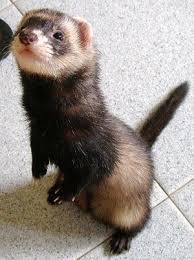 ferret | Funny ferrets, Pet ferret, Cute ferrets