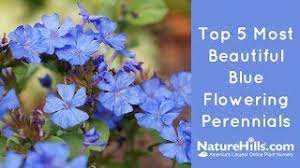 Legendary western author zane grey was referring to desert purple sage (salvia dorrii), perennial in usda zones 5 to 9, when he titled his 1912 novel. Top 5 Most Beautiful Blue Flowering Perennials Naturehills Com Youtube