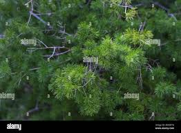 Image result for Asparagus macowanii