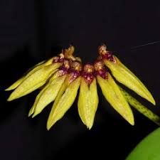 Image result for Bulbophyllum prorepens