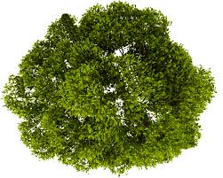 Download Tree Plan Png Tree Png Plan View Png Image With In 2020 Tree Plan Png Tree Plan Trees Top View