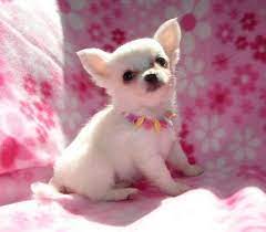 Chihuahuas also can be loving and loyal companions. Chihuahua Puppies For Free Chihuahua Puppy For Free Adoption Dubai City Pets For Free Chihuahua Puppies Teacup Chihuahua Puppies Free Puppies