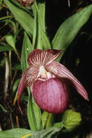 Image result for Rhipidoglossum pusillum