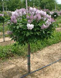 Miss kim lilac hedge buy shrubs at spring hill nurseries. Miss Kim Lilac In Tree Form Lilac Tree Miss Kim Lilac Front House Landscaping