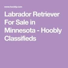 No teacup puppies or dogs of this breed for sale or they don't exist. 7 F1 Labradoodles Ideas Labradoodle Dog Breeding Business Dog In Heat