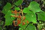 Image result for Dombeya shupangae