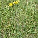 Image result for Pseudopodospermum hispanicum