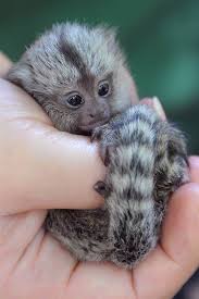 Newborn Marmoset Fits In The Palm Of Your Hand Cute Baby Animals Baby Animals Pictures Baby Animals