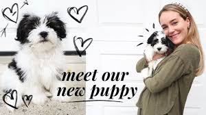 We Got A Puppy Bringing Home Our 9 Week Old Havanese Puppy Katieflute Vlogs Youtube