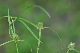 Image result for Kyllinga squamulata