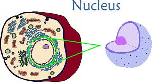 Check spelling or type a new query. Ap Biology Cell Organelles And Their Functions Flashcards Quizlet