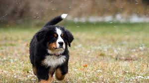 Learn more about advent bernese mountain dog in michigan. Bernese Mountain Dog Puppy Wallpaper Novocom Top