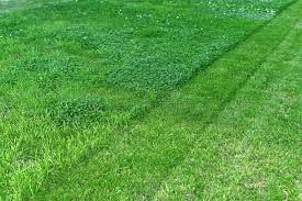 Wenn sie sich für einen kunstrasen entscheiden, müssen sie auf eine naturgetreue optik nicht verzichten. Teppichboden Aus Grunem Rasen Halbgebraunt Stockbild Bild Von Wiese Maher 157250705