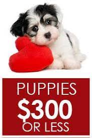 Feel free to browse hundreds of active classified puppy for sale listings, from dog breeders in pa and the surrounding areas. Free Pomeranian Puppies Near Me Novocom Top