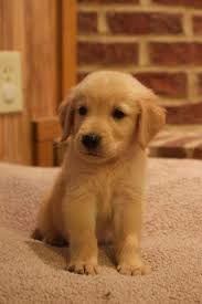 Mum is our dark gold girl, she has a lovely temperament and a great mother. Golden Retriever Pets And Animals For Sale Georgia