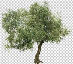 Olive Stock Photography Greek Cuisine Tree Mediterranean Basin Png Branch Business Tree Food Drinks Greek Cuisine In 2021 Olive Plant Ivy Plants Stock Photography