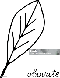 Image result for leaf shape obovate