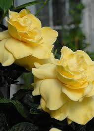 Growing gardenias, caring for gardenias, gardenia diseases. Yellow Gardenia Gardenia Jasminoides Agricultural Arts Facebook