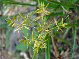Image result for Cyperus trigonellus