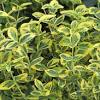 Rhs chelsea flower in early summer, this deciduous shrub produces huge, rounded flower clusters, up to 12 in. Https Encrypted Tbn0 Gstatic Com Images Q Tbn And9gcsrpsjrth Ikxzoypgpab8 Jhsfvbtucbg8umt75xvgqylljl8g Usqp Cau