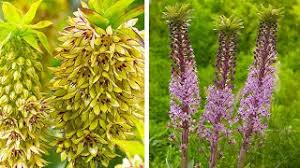 Image result for Eucomis