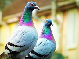 Pin On Pigeon Wallpapers