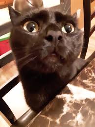 Cat goes wild with distortion (illustrated). My Dad S Cat Takes The Worst Pictures Beautiful Cats Pictures Cats Animals Matter