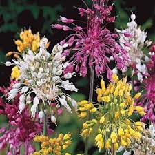 We did not find results for: Allium Cernuum Fireworks Mix Michigan Bulb Bulb Flowers Flower Bulbs For Sale Plant Flower Bulbs