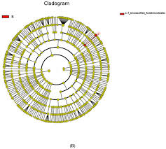 Image result for Maerua andradae