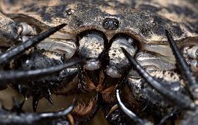 Image result for Scorpion