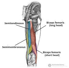What tendon lines the region where the abdominal muscles converge anteriorly? Muscles Of The Posterior Thigh Hamstrings Damage Teachmeanatomy