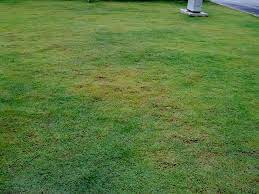 Pupuk urea penyubur daun & rumput. Teknik Membaja Turf Matters