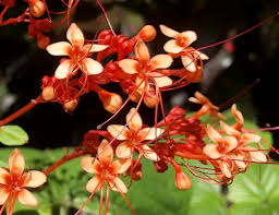 Image result for Clerodendrum