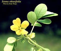 Image result for Senna obtusifolia