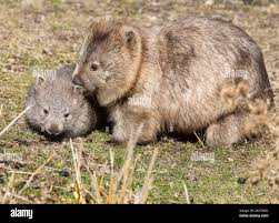 Image result for Common wombat