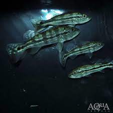 Azul Peacock Bass Cichla Piquiti Aqua Imports
