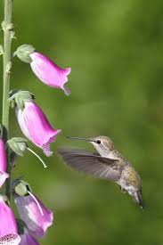 Zone 7 perennials here are all of the perennials we offer for hardiness zone 7: 15 Red Hummingbird Flowers To Add To Your Organic Garden