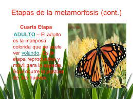 Metamorfosis De La Mariposa Ppt Video Online Descargar