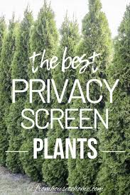 Given time to grow, the right plants can create a good screen or barrier for your property, as well as providing you with privacy from the neighbours. 20 Backyard Privacy Ideas For Screening Neighbors Out Gardening From House To Home In 2020 Backyard Privacy Screen Plants Backyard Privacy Screen