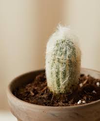 Espostoa lanata, also known as peruvian old man cactus or peruvian snowball cactus, is a columnar cactus densely covered in wooly white hair. Buy Potted Sonoran Collection Bloomscape