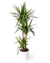 Resultado de imagen de plantas